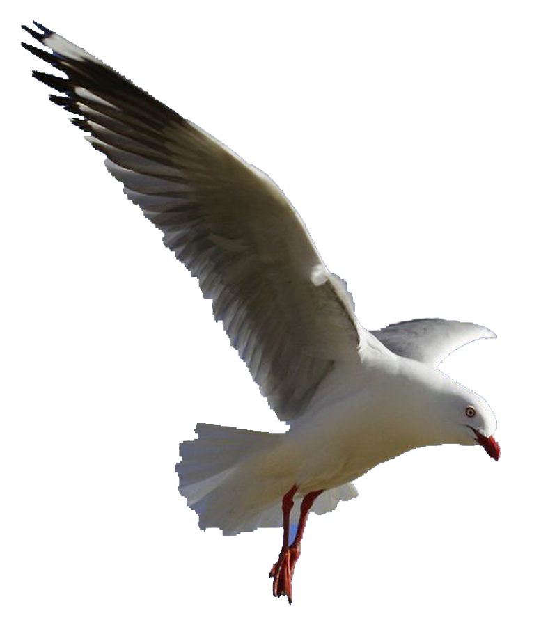 A high-resolution cutout of a white seagull in mid-flight with its wings extended, showcasing the bird’s natural form that inspired the logo’s design.