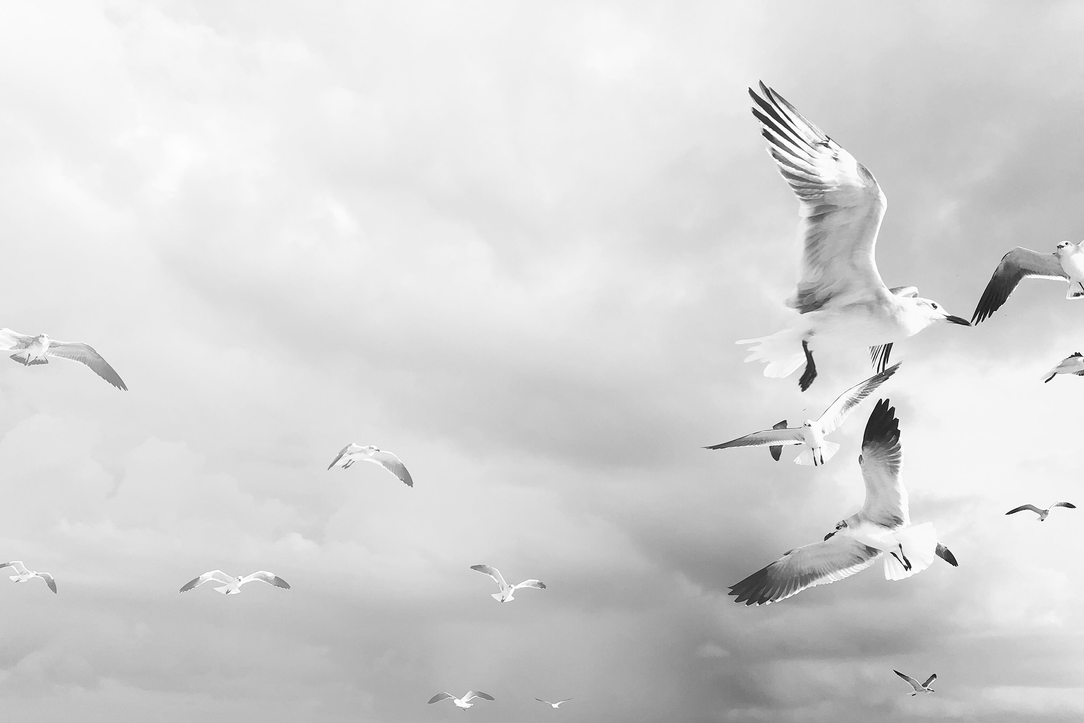 Black-and-white photograph of seagulls in flight against a cloudy sky, representing freedom and movement.