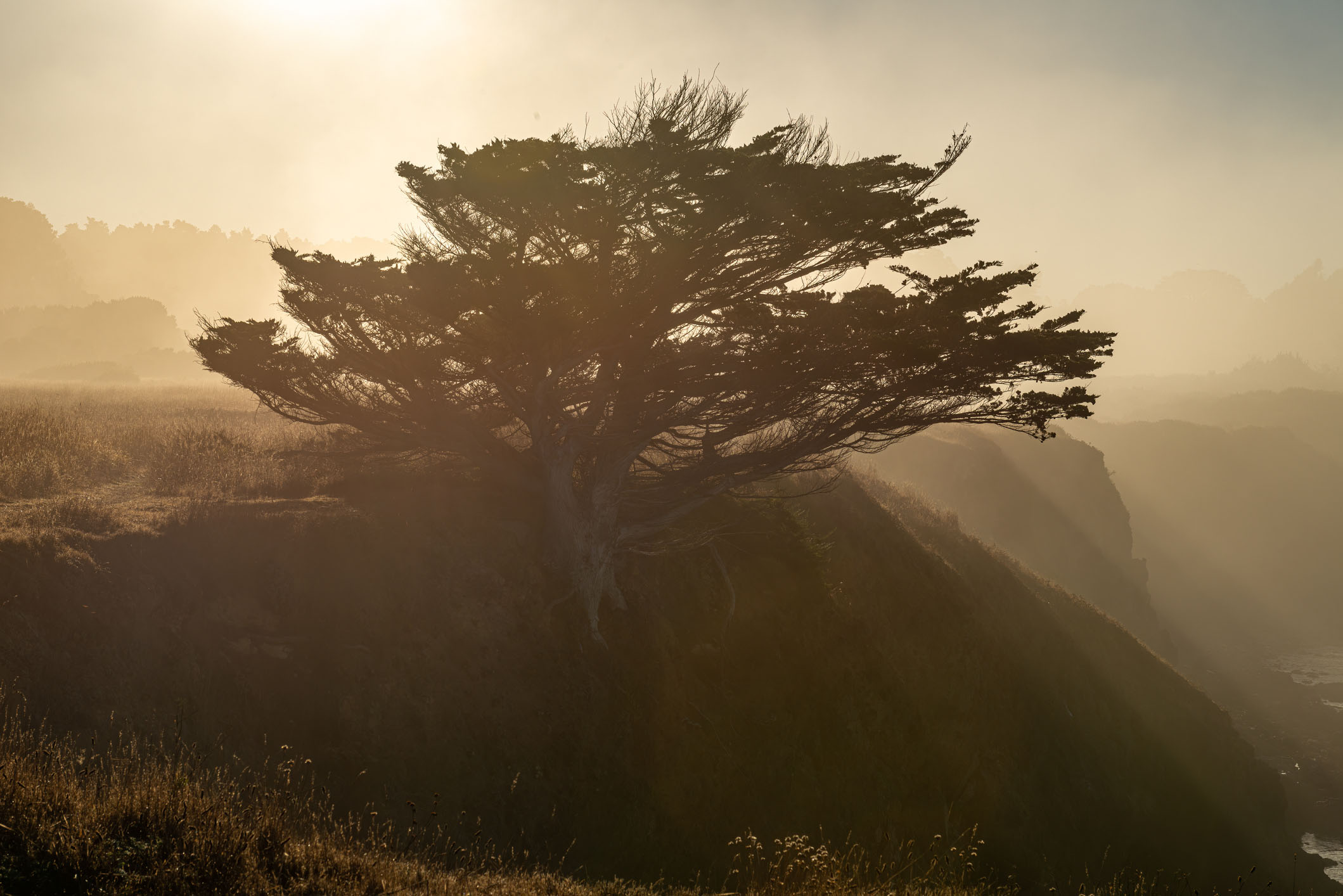 Coastal tree landscape photography, used as brand imagery to symbolize growth, stability, and long-term financial planning.